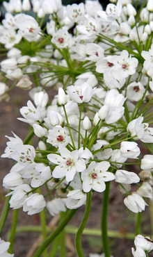 ALLIUM COWANII