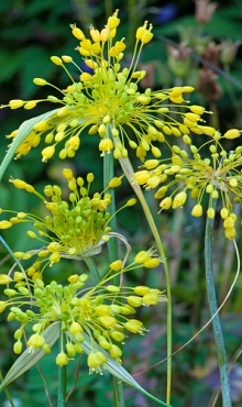 ALLIUM FLAVUM