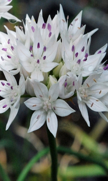 ALLIUM GRACEFUL BEAUTY