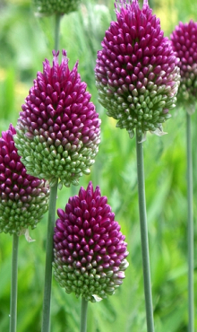 ALLIUM SPHAEROCEPHALON