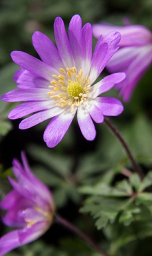 ANEMONE SPECIES BLANDA CHARMER