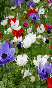 ANEMONE CORONARIA DE CAEN GEMENGD