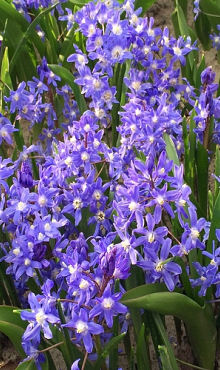 CHIONODOXA SARDENSIS