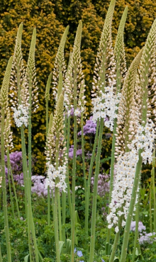 EREMURUS HIMALAICUS