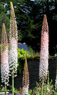 EREMURUS ROBUSTUS