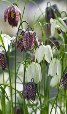 FRITILLARIA MELEAGRIS MIX