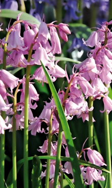 HYACINTHOIDES HISPANICA ROZE