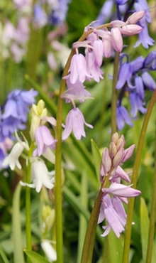 HYACINTHOIDES HISPANICA GEMENGD
