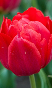 TULIPA ABBA