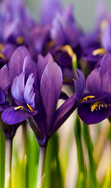 IRIS RETICULATA PIXIE