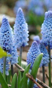 MUSCARI AZUREUM