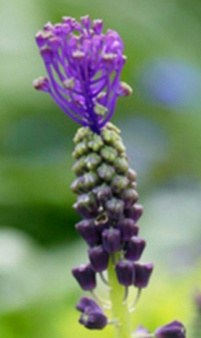 MUSCARI COMOSUM