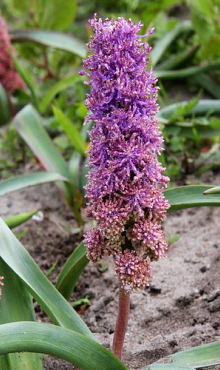 MUSCARI COMOSUM PLUMOSUM