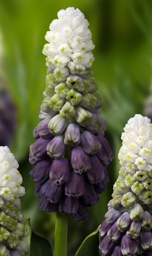 MUSCARI GRAPE ICE