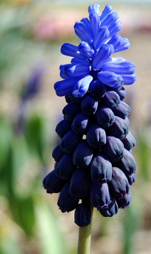 MUSCARI LATIFOLIUM