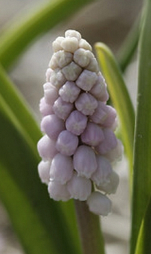 MUSCARI PINK SUNRISE