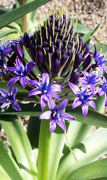 SCILLA PERUVIANA