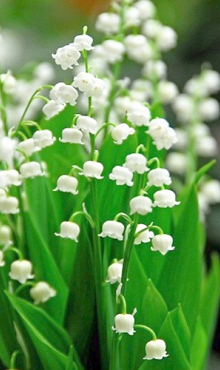 X 25 CONVALLARIA MAJALIS plg.