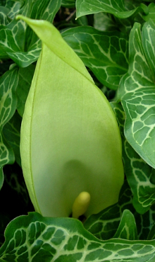 ARUM MACULATUM