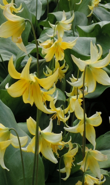 ERYTHRONIUM PAGODA