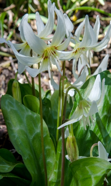 ERYTHRONIUM REVOLUTUM WHITE BEAUTY