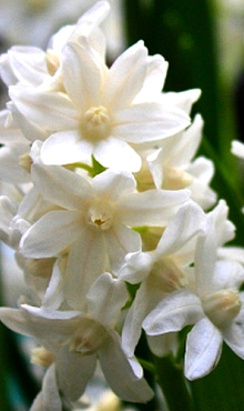 PUSCHKINIA LIBANOTICA  ALBA