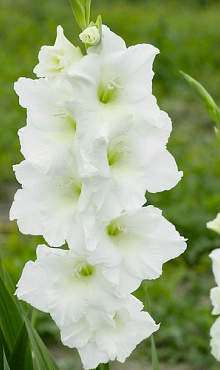 X 100 GLADIOLUS WHITE PROSPERITY 12/14