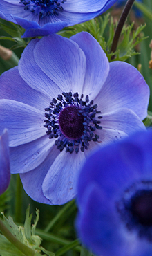 X 100 ANEMONE CORONARIA MR. FOKKER 5/6