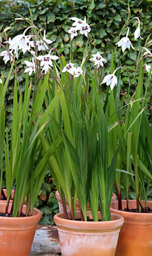 X 100 GLADIOLUS CALLIANTHUS 8/10