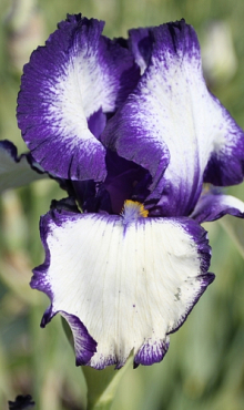 X 25 IRIS GERMANICA LOOP THE LOOP I