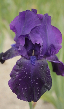 X 25 IRIS GERMANICA NIGHT OWL I