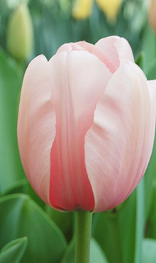 TULIPA SALMON IMPRESSION