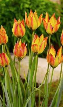 TULIPA ORPHANIDEA FLAVA