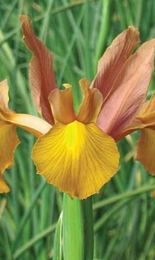 IRIS HOLLANDICA AUTUMN PRINCESS