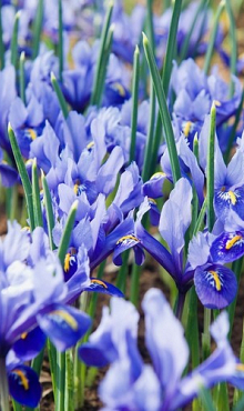 IRIS RETICULATA ALIDA