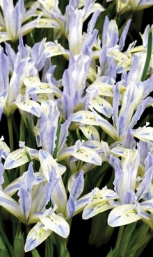 IRIS RETICULATA PAINTED LADY