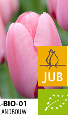 TULIPA PINK IMPRESSION BIOLOGISCH