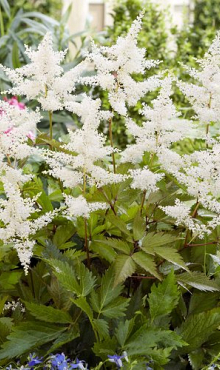 X 25 ASTILBE JAPONICA WASHINGTON 2/3