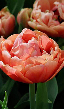 TULIPA COPPER IMAGE