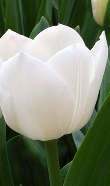 TULIPA ROYAL VIRGIN