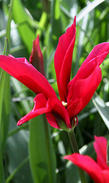TULIPA DOLL'S MINUET