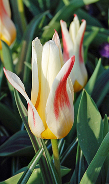 TULIPA JOHANN STRAUSS