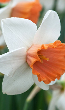 NARCISSUS CHROMACOLOR
