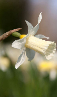 NARCISSUS ELKA