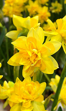 NARCISSUS TETE BOUCLE