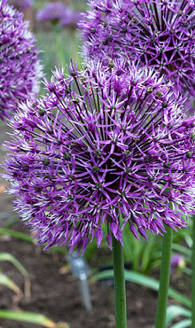 ALLIUM EARLY EMPEROR