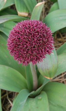 ALLIUM OSTARA