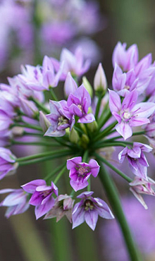 ALLIUM EROS