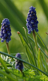 MUSCARI ARMENIACUM NIGHT EYES
