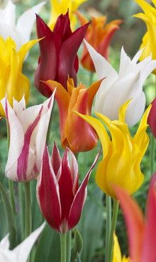 TULIPA LELIEBLOEMIG MIX